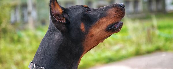 Dobermanas Dobermanas - Sputnik Lietuva
