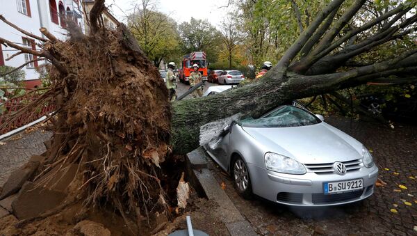 Дерево упало на автомобиль, архивное фото - Sputnik Литва