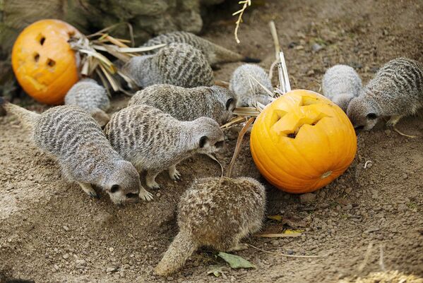 Тыкву - символ Хэллоуина - получили в подарок сурикаты, живущие в зоопарке Ганновера в Германии - Sputnik Литва
