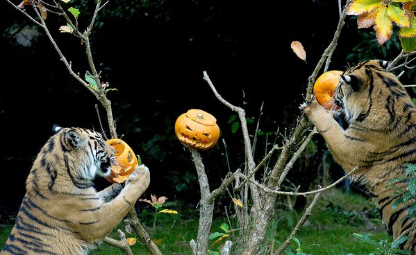 Не стали долго любоваться угощением и тигры, живущие в Лондонском зоопарке - Sputnik Lietuva