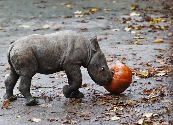 Новорожденный черный носорог из зоопарка Двур-Кралове в Чехии решил, что тыква - вполне годный мяч для игры - Sputnik Lietuva