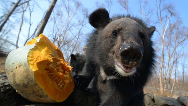 Гималайские медвежата в Приморском сафари-парке - Sputnik Lietuva