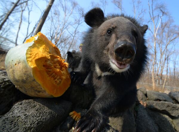 Гималайские медвежата в Приморском сафари-парке - Sputnik Литва