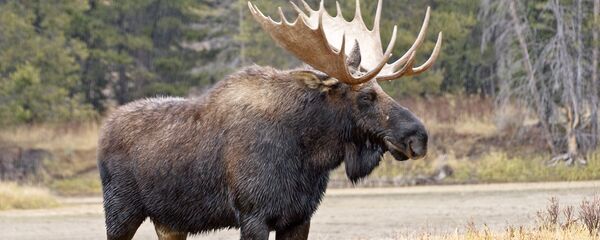 Лось у дороги, архивное фото Лось у дороги, архивное фото - Sputnik Литва