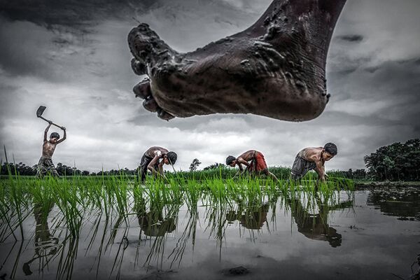Снимок Выращивание риса(Paddy cultivation) фотографа Sujan Sarkar. Фотография была сделана на рисовых полях в Индии, где все сельское хозяйство чрезвычайно зависимо от наличия воды - Sputnik Литва