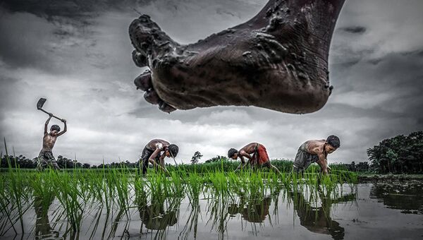 Снимок Выращивание риса(Paddy cultivation) фотографа Sujan Sarkar. Фотография была сделана на рисовых полях в Индии, где все сельское хозяйство чрезвычайно зависимо от наличия воды - Sputnik Литва