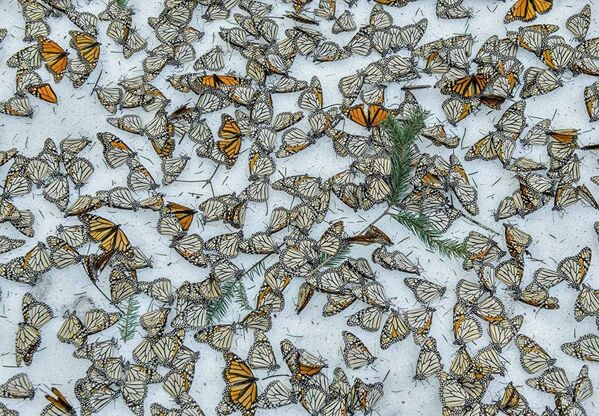 Снимок Бабочки данаиды монархи на снегу(Monarchs in the Snow) фотографа Jaime Rojo. В марте 2016 года необычайно сильная пурга в горах Центральной Мексики убила миллионы бабочек в тот момент, когда они готовились перелететь обратно в США и Канаду - Sputnik Литва
