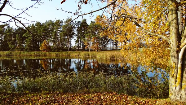 Осенняя листва у подножья дерева, архивное фото - Sputnik Литва