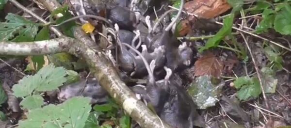 Rietavo policija naikina nelegalios naminės degtinės varyklas Rietavo policija naikina nelegalios naminės degtinės varyklas - Sputnik Lietuva