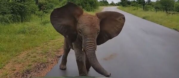 Džiugus dramblys - Sputnik Lietuva