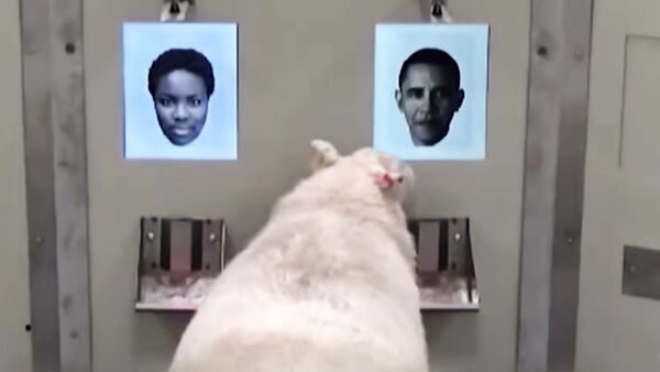 Овца из Кембриджа научилась узнавать Барака Обаму по фотографии - Sputnik Lietuva