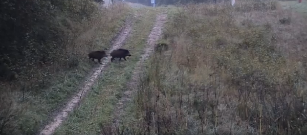 Дикие кабаны перебегают границу Литвы Дикие кабаны перебегают границу Литвы - Sputnik Lietuva
