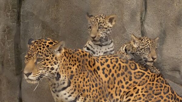Детеныши ягуара в зоопарке Хьюстона - Sputnik Литва