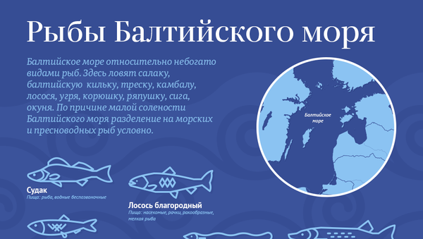 Рыбы Балтийского моря - Sputnik Литва