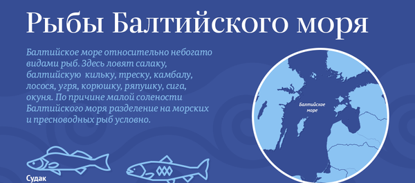 Рыбы Балтийского моря - Sputnik Литва