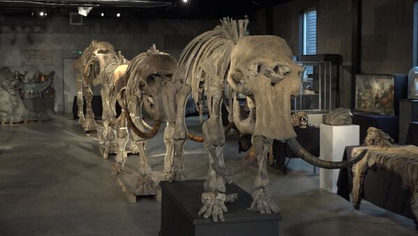 Скелеты семьи мамонтов, найденные в Сибири, уйдут с молотка - Sputnik Литва