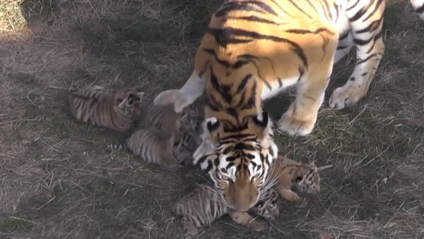 Амурские тигрята родились в парке Тайган в Крыму - Sputnik Литва