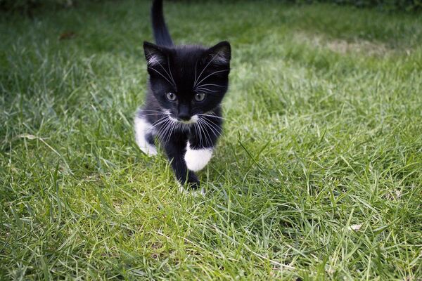 Черный котенок - Sputnik Lietuva