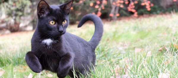 Черный кот прыгает Черный кот прыгает - Sputnik Литва