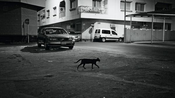 Черный кот переходит дорогу - Sputnik Lietuva