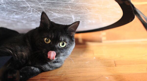 Черный кот с языком - Sputnik Lietuva