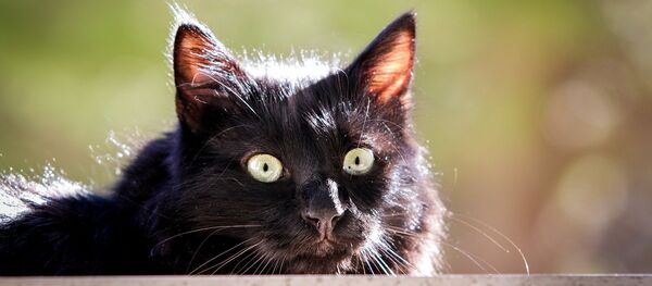 Черный кот Черный кот - Sputnik Lietuva