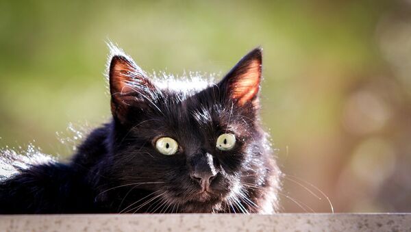 Черный кот, архивное фото - Sputnik Литва