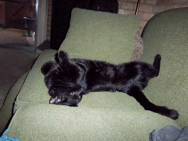 Черный кот на диване - Sputnik Lietuva
