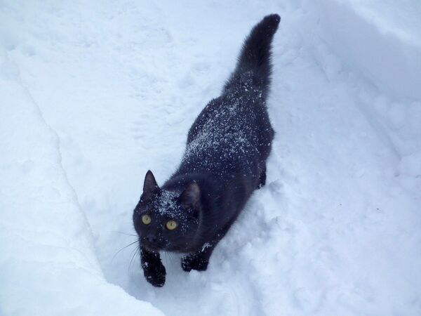 Черный кот на снегу - Sputnik Lietuva