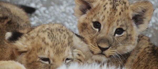 Львята в Екатеринбургском зоопарке Львята в Екатеринбургском зоопарке - Sputnik Lietuva
