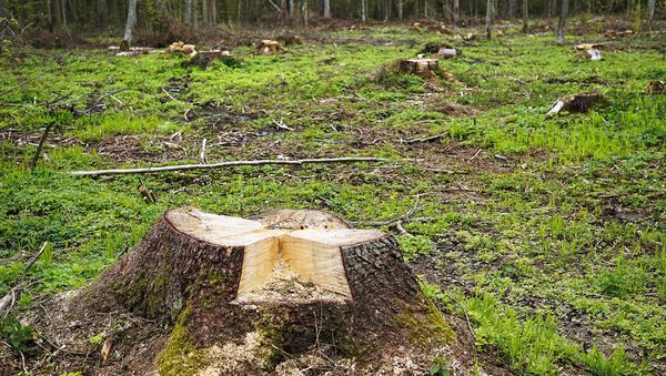 Вырубка леса в Беловежской Пуще - Sputnik Lietuva