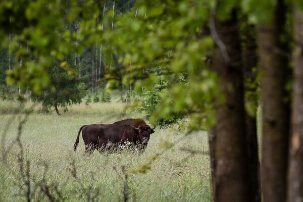 Зубр в заповеднике Беловежская пуща Зубр в заповеднике Беловежская пуща - Sputnik Литва
