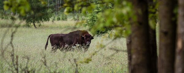 Зубр в заповеднике Беловежская пуща - Sputnik Литва