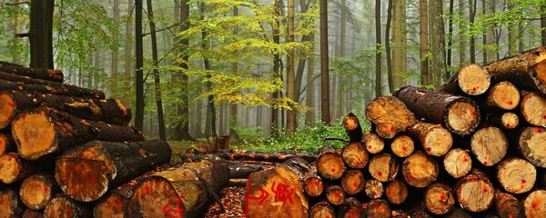 Вырубка леса Вырубка леса - Sputnik Lietuva