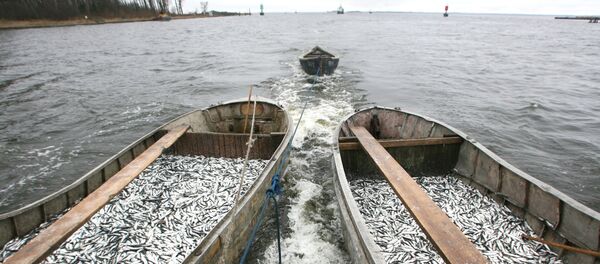 Промысел салаки в Калининградском заливе рыбаками рыболовецкого колхоза Добровольский, архивное фото - Sputnik Литва