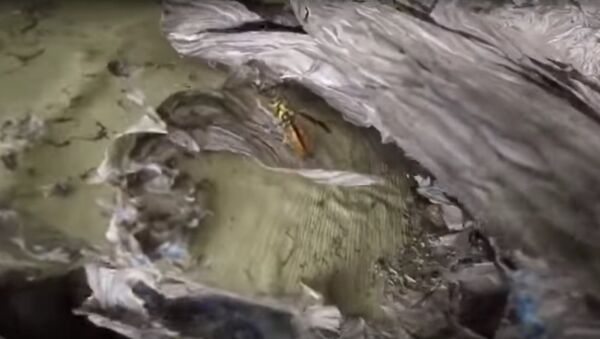 В США сняли на видео уничтожение огромного осиного гнезда - Sputnik Литва