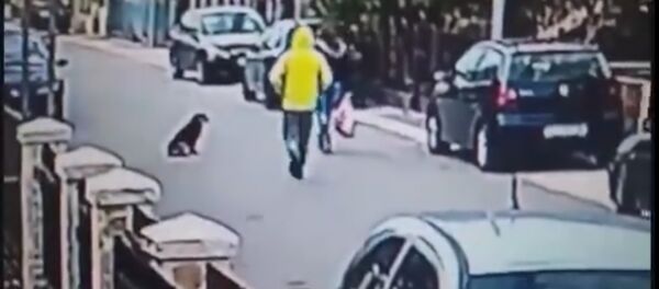 В Черногории уличный пес спас женщину от грабителя В Черногории уличный пес спас женщину от грабителя - Sputnik Lietuva