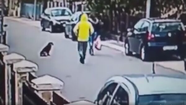 В Черногории уличный пес спас женщину от грабителя - Sputnik Литва