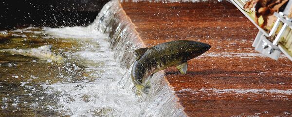 Лосось идет на нерест, архивное фото - Sputnik Литва