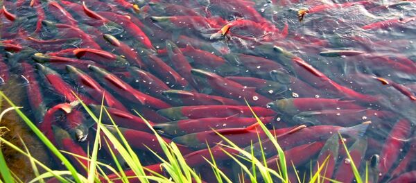 Лосось кета нерест, архивное фото - Sputnik Литва