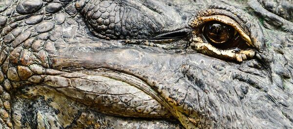 Аллигатор Аллигатор - Sputnik Литва