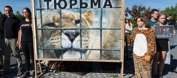 В тигровой шкуре - Sputnik Литва