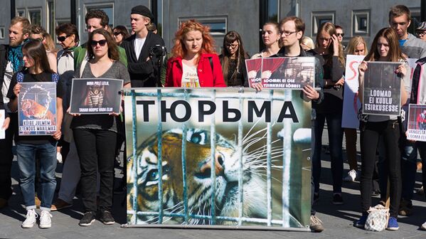 Цирковая клетка — это тюрьма для тигров, считают активисты - Sputnik Литва