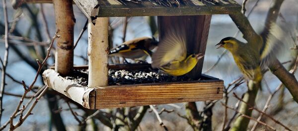 Lesykla Lesykla - Sputnik Lietuva