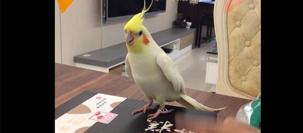 Plunksnuotas talentas: papūga išmoko šokti čečiotką Plunksnuotas talentas: papūga išmoko šokti čečiotką - Sputnik Lietuva