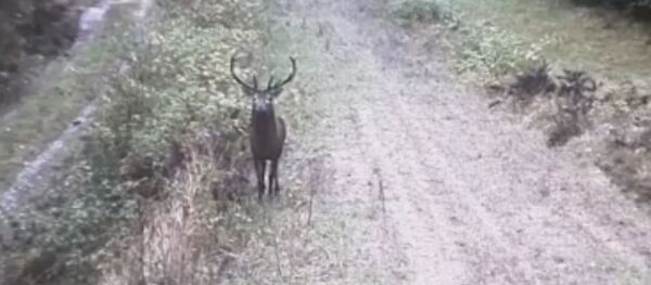 Kameros užfiksavo, kaip elnias ateina iš užsienio į Lietuvą Kameros užfiksavo, kaip elnias ateina iš užsienio į Lietuvą - Sputnik Lietuva