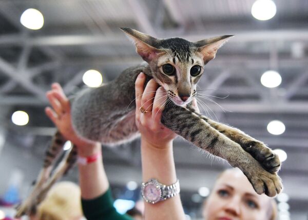 Международная выставка кошек в Москве - Sputnik Литва