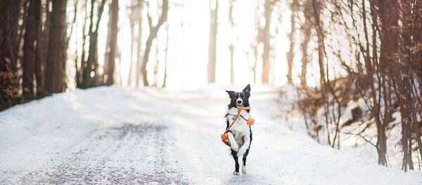 Зима - Sputnik Литва