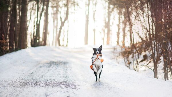 Зима, архивное фото - Sputnik Литва