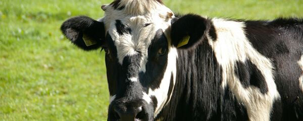 Корова - Sputnik Литва